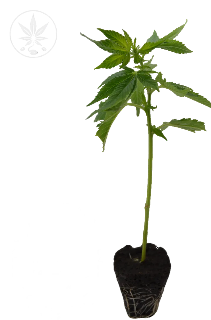 Cannabis Steckling Marshmallow OG