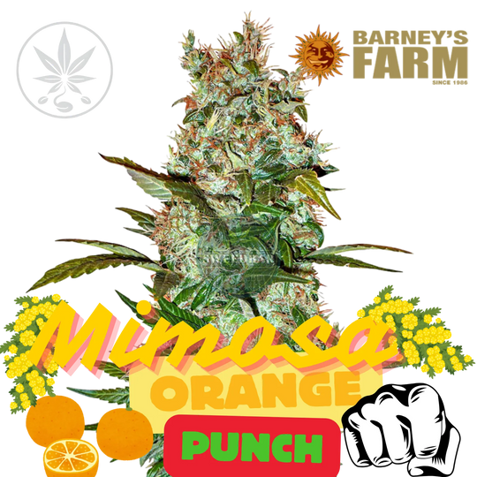 Premium Cannabis Stecklinge Mimosa x Orange Punch