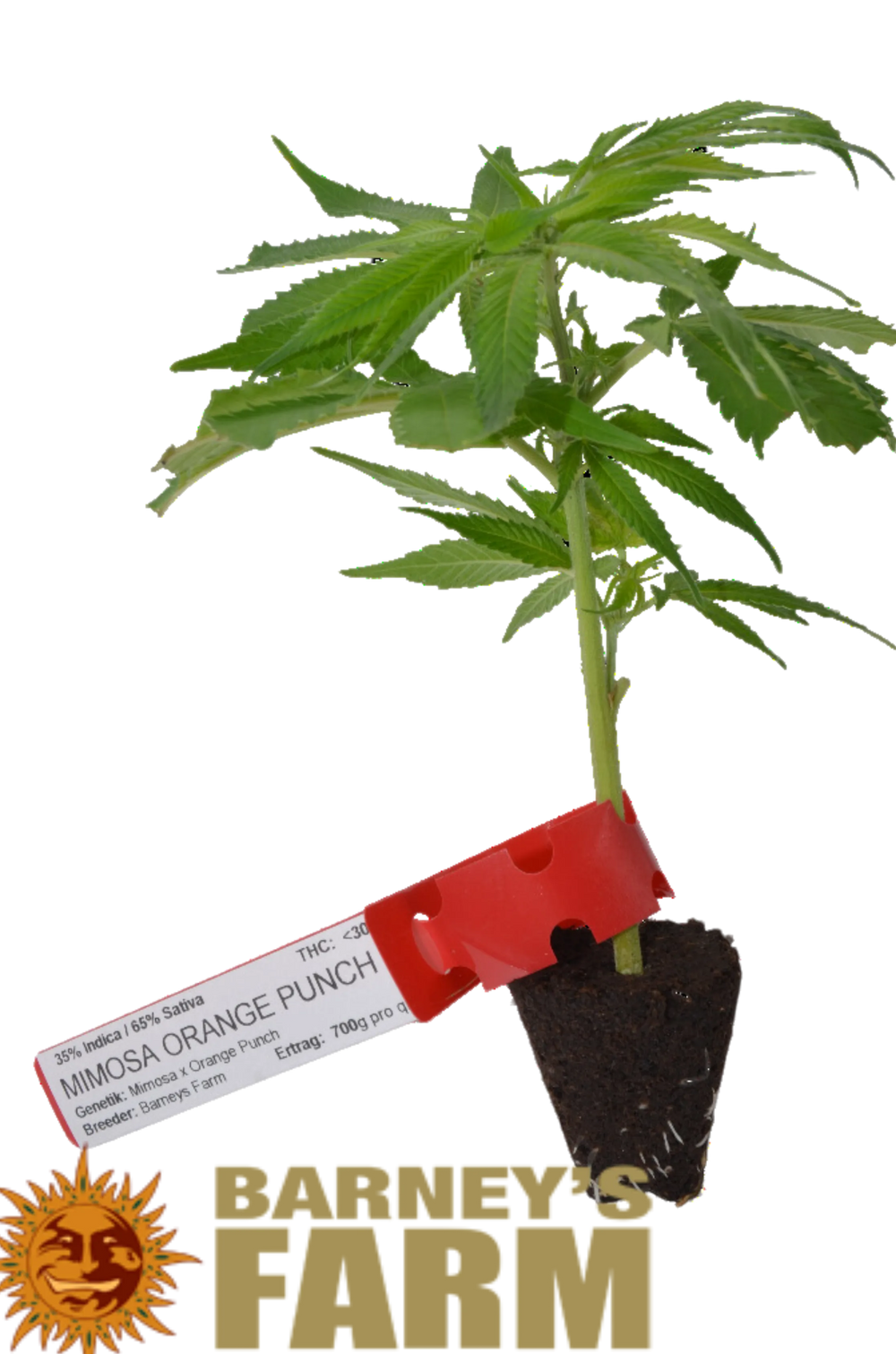 Premium Cannabis Stecklinge Mimosa x Orange Punch