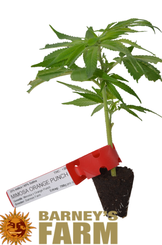 Premium Cannabis Stecklinge Mimosa x Orange Punch