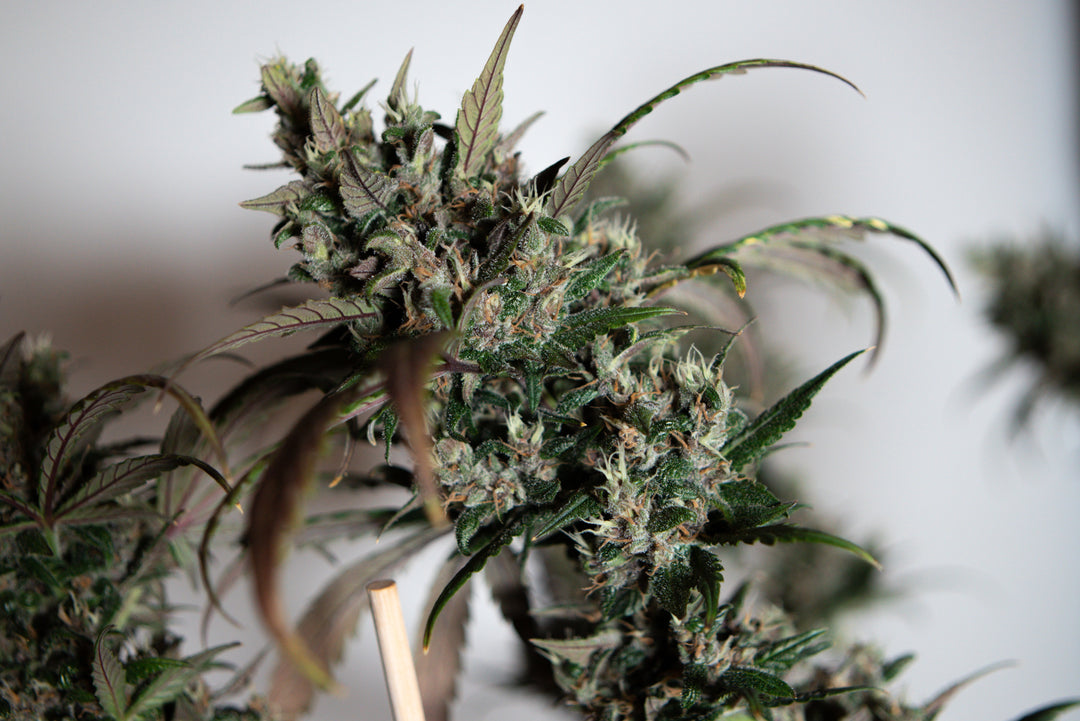 Skunk #1