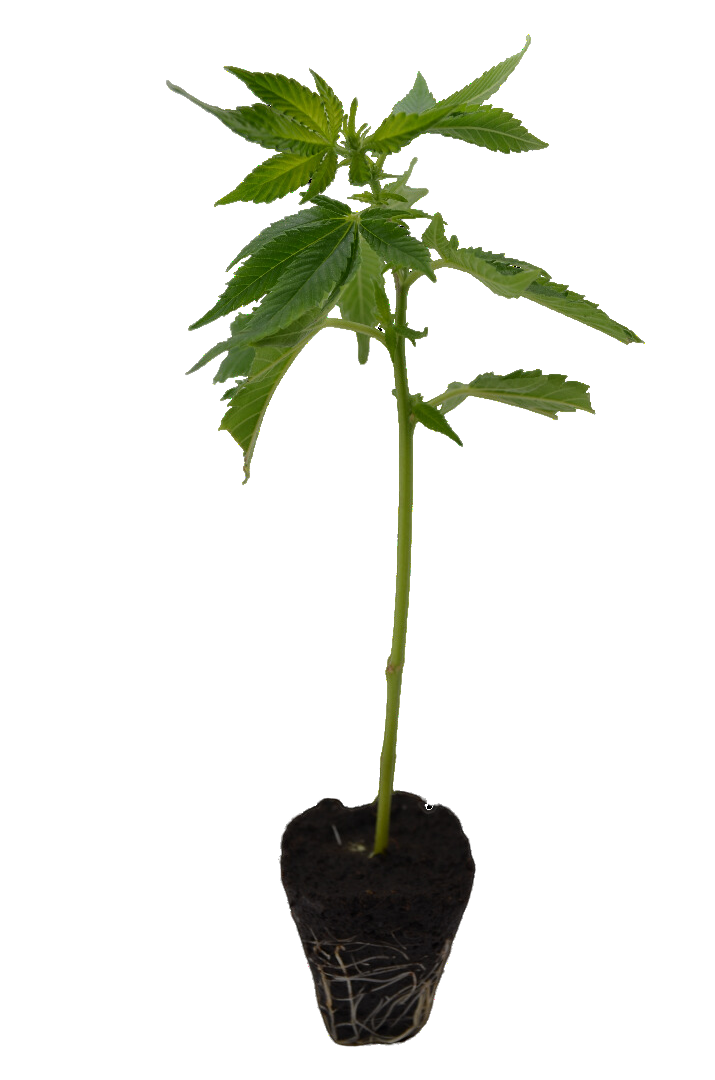 Cannabis Steckling Zombie Kush