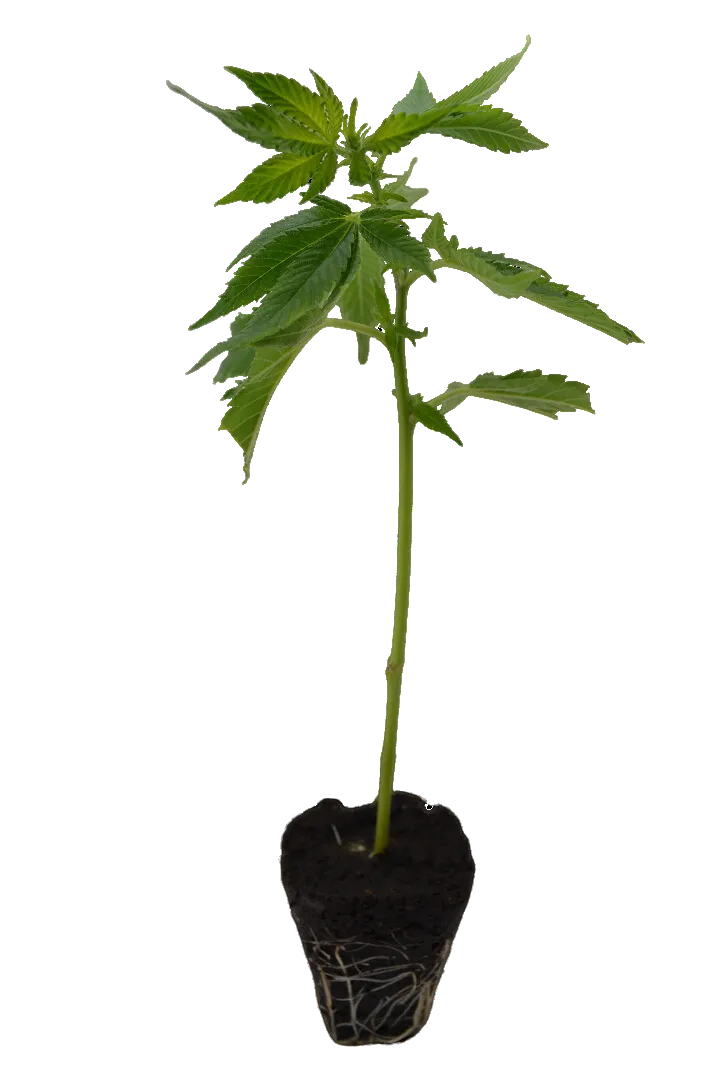 Cannabis Steckling Peyote Cookies