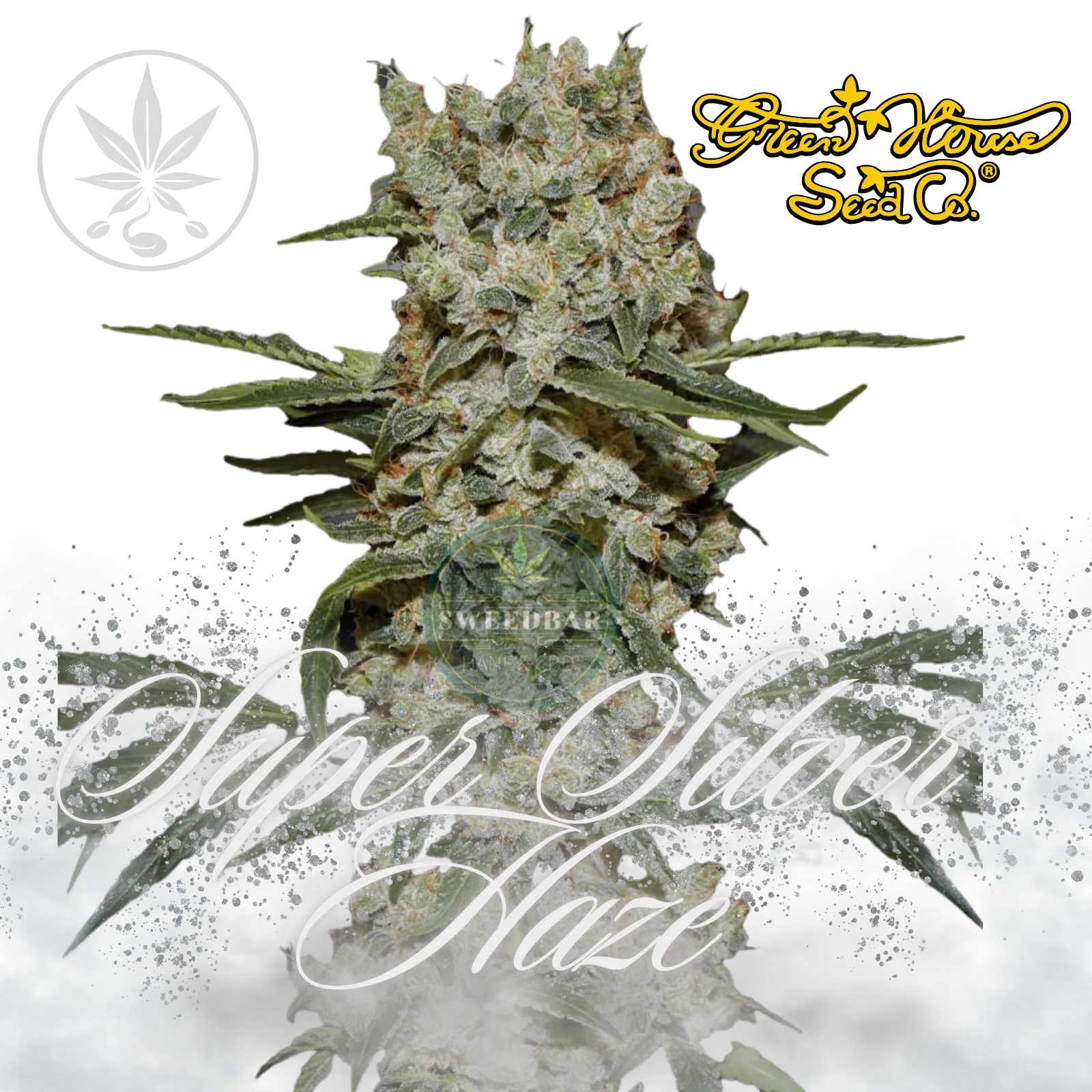 Premium Cannabis Stecklinge Super Silver Haze