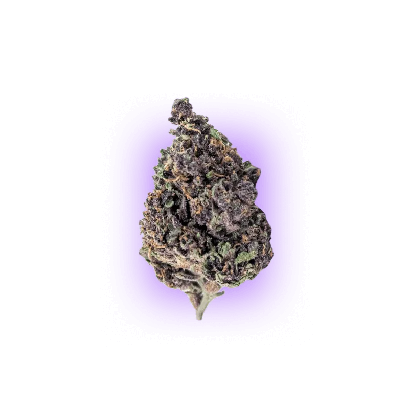 Cali Genetics Purple Milkshake 32,6% THC 🌱 3 Samen