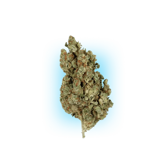 Cannabis Seeds Runtz x Amnesia 3 Stück