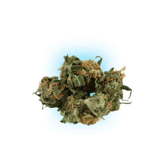 Cannabis Seeds Black Domina auto. 3Stück