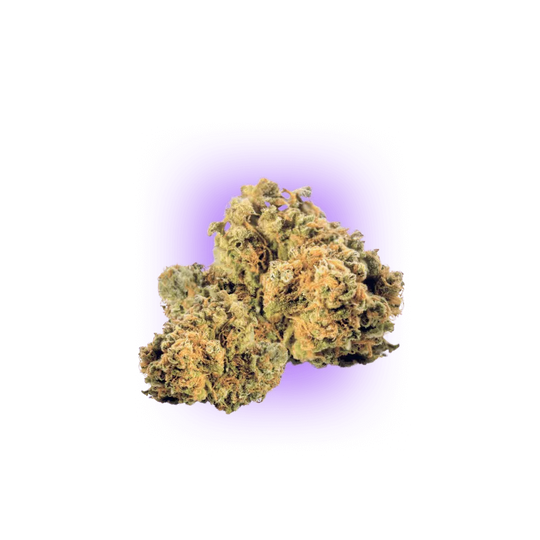 Cali Genetics Strawberry Guava - Schnellblühend 3St.