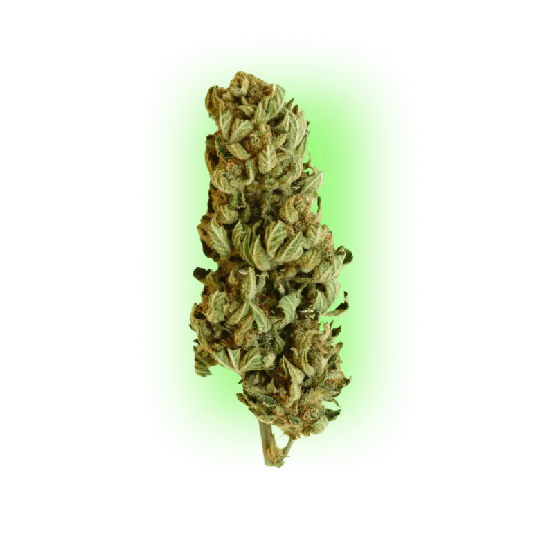 Cannabis Seeds Northern Light Indica 100% 3 Stück