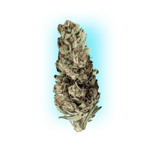 Cannabis Seeds Runtz x Skywalker OG 3 Stück