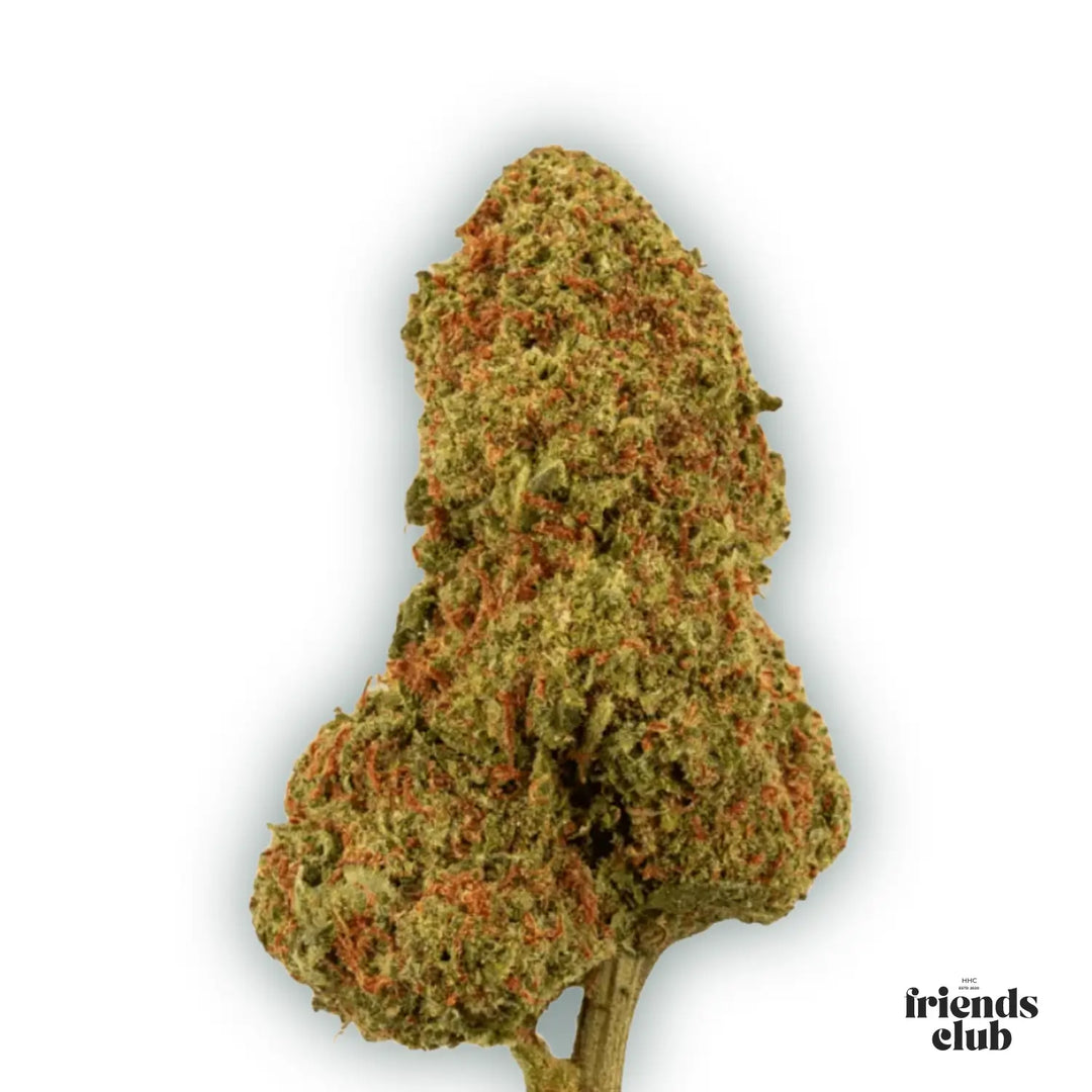 PHCP Blüte Candy Kush - hhcfriends
