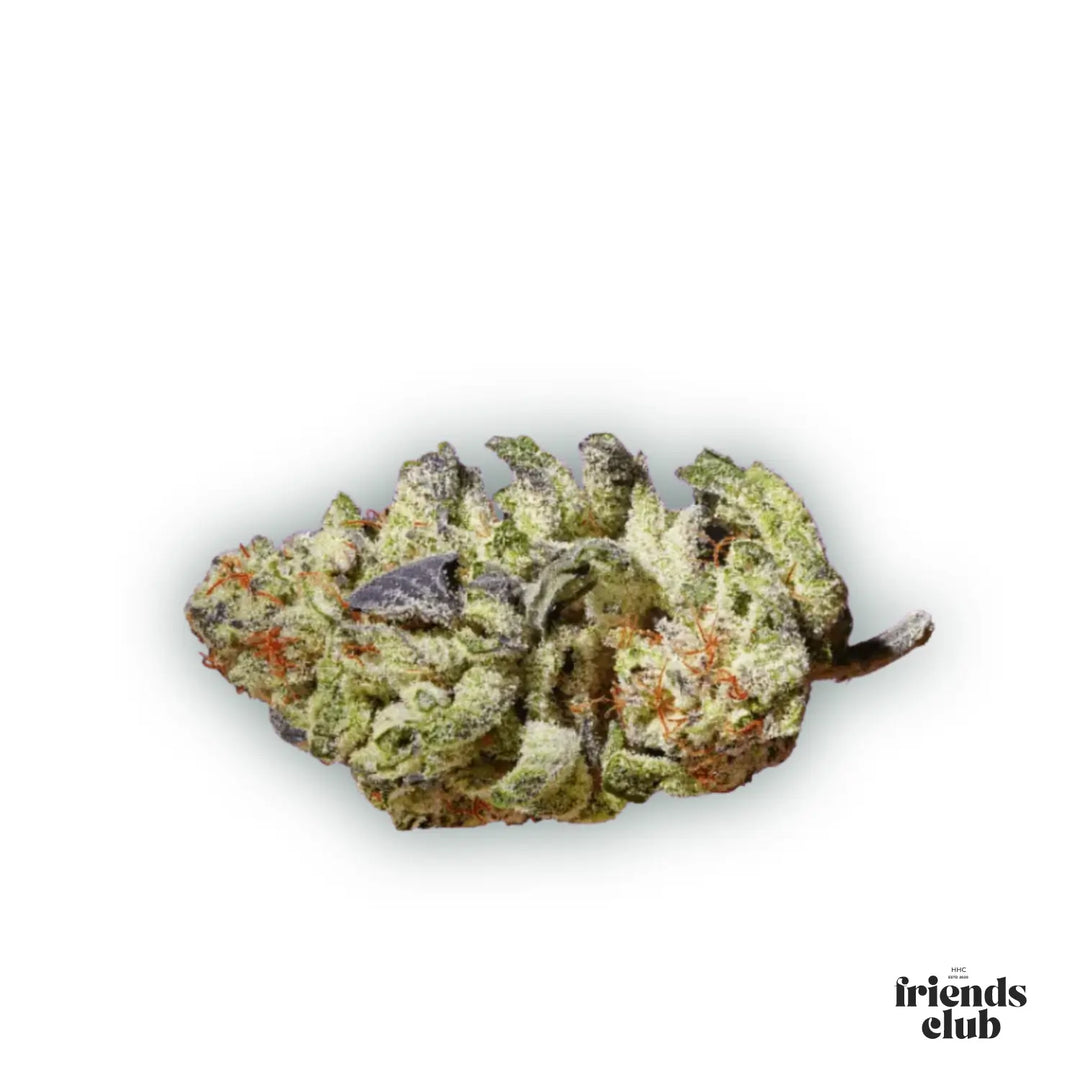 CBD Blüten Purple Haze 1g - hhcfriends