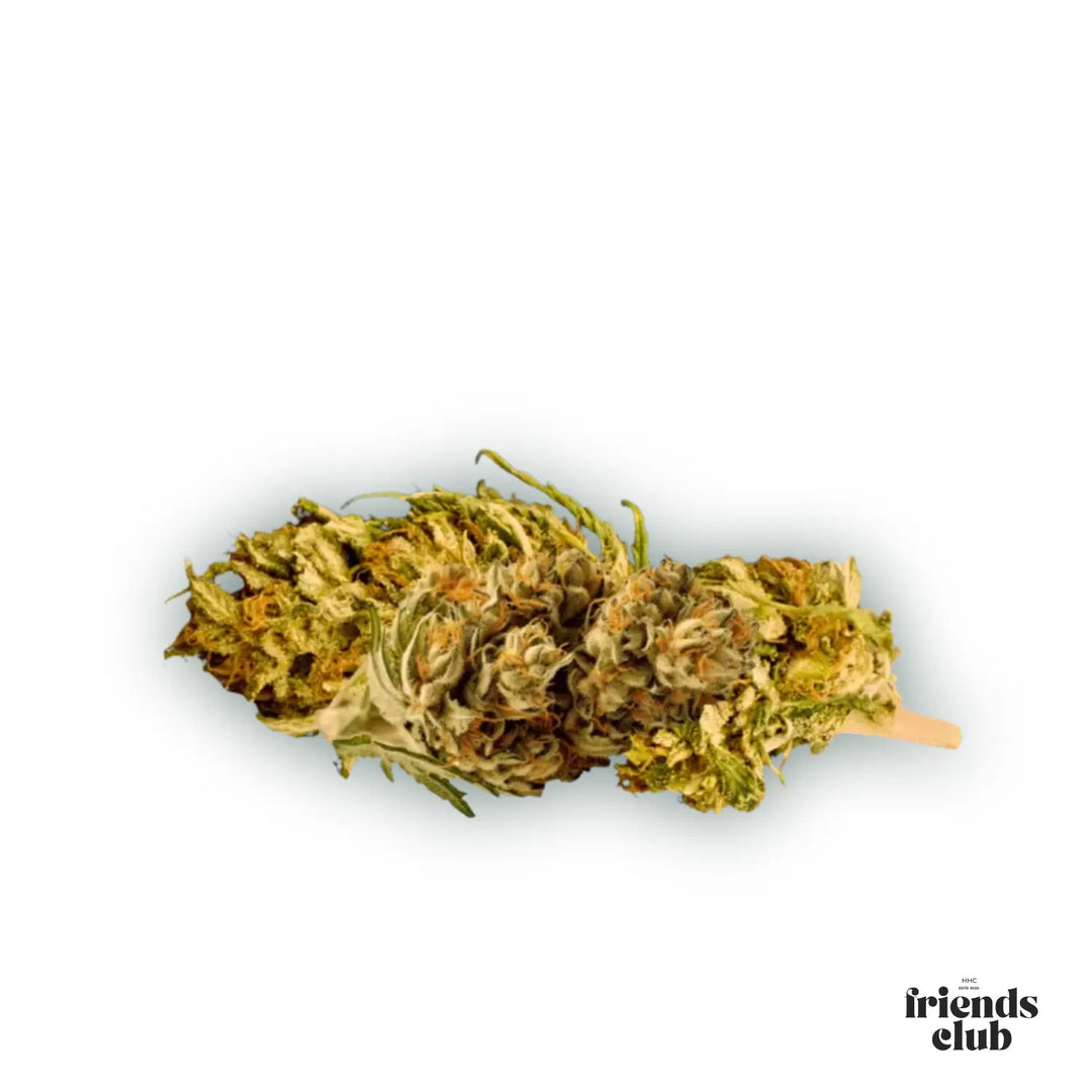 PHC Blüten V1 25% - hhcfriends