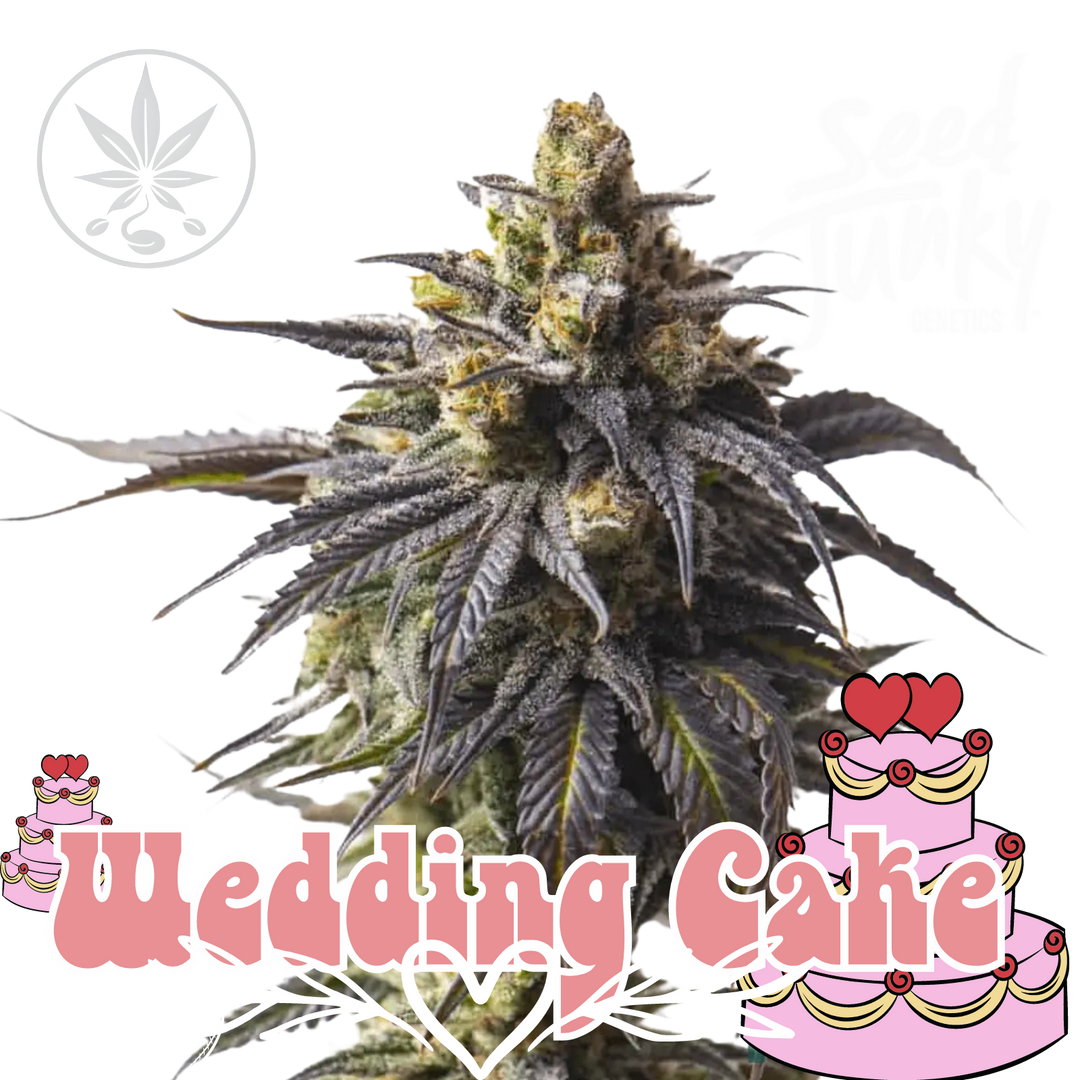 Wedding Cake Seed Junky