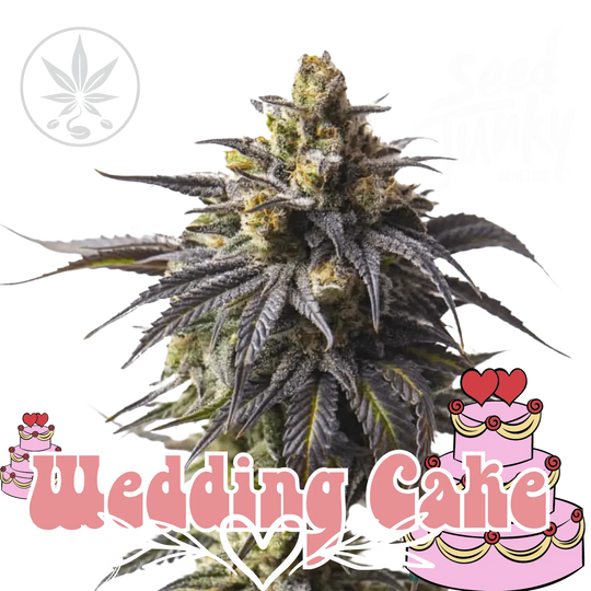 Cannabis Stecklinge Wedding Cake