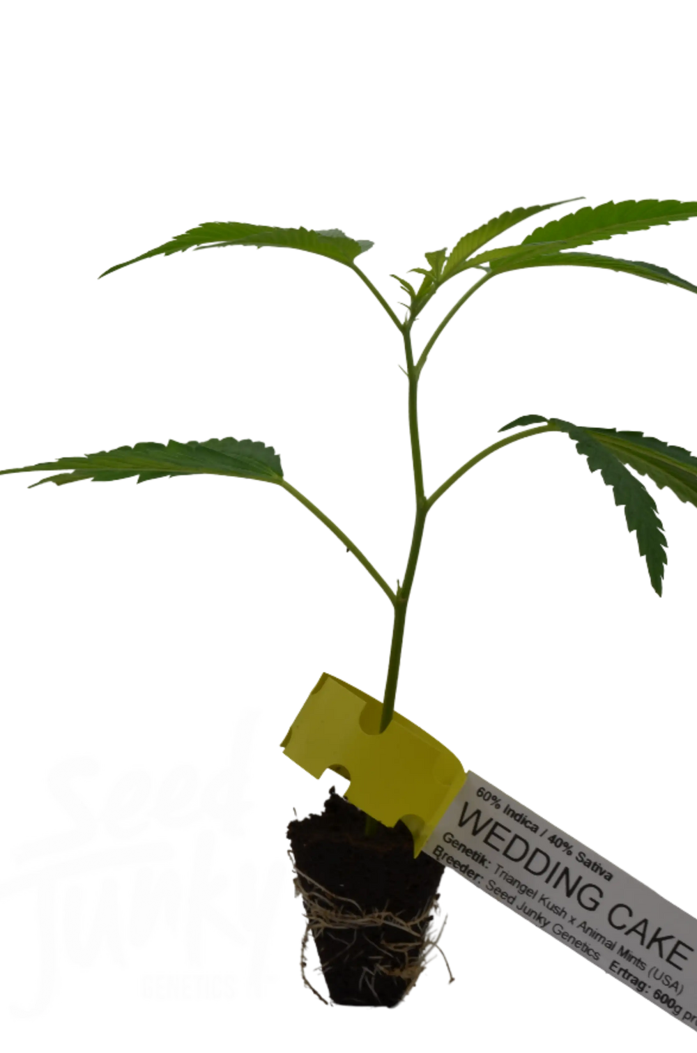 Wedding Cake Seed Junky Clone