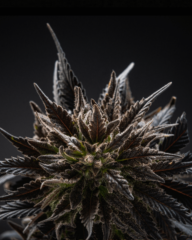Cali Weed