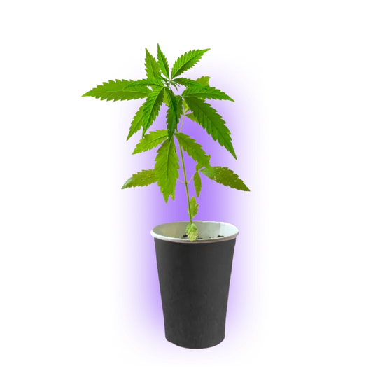 Premium Cannabis Stecklinge White Widow