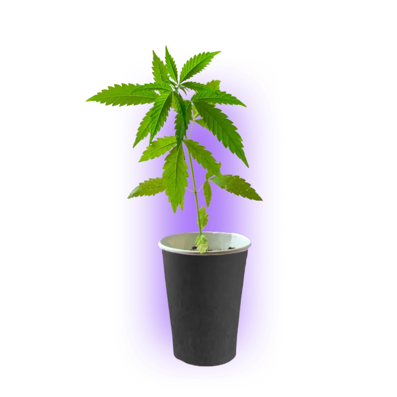 Premium Cannabis Stecklinge Zombie Kush