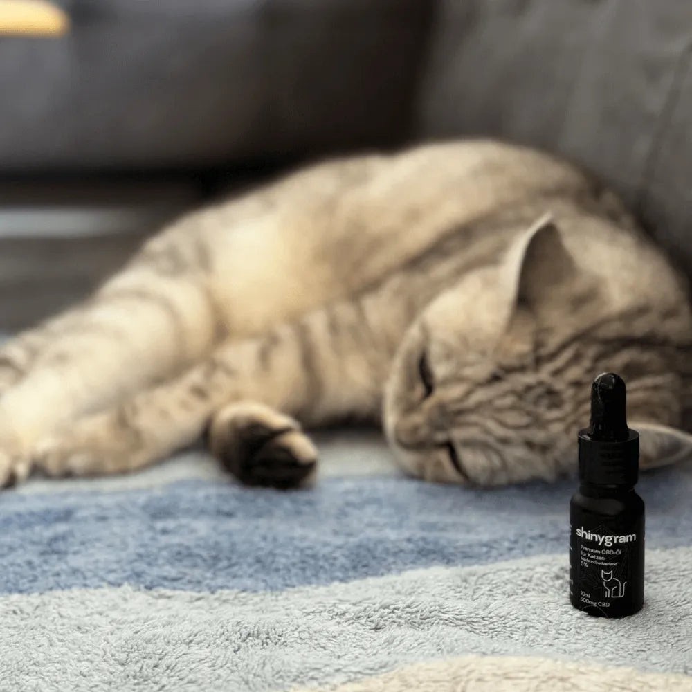 CBD-Öl für Katzen 5%