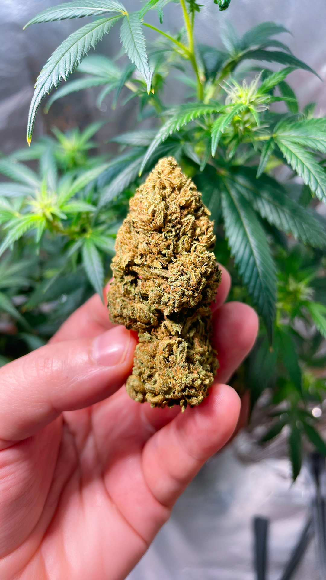 Euphoria Seeds von Forbidden Fruit.