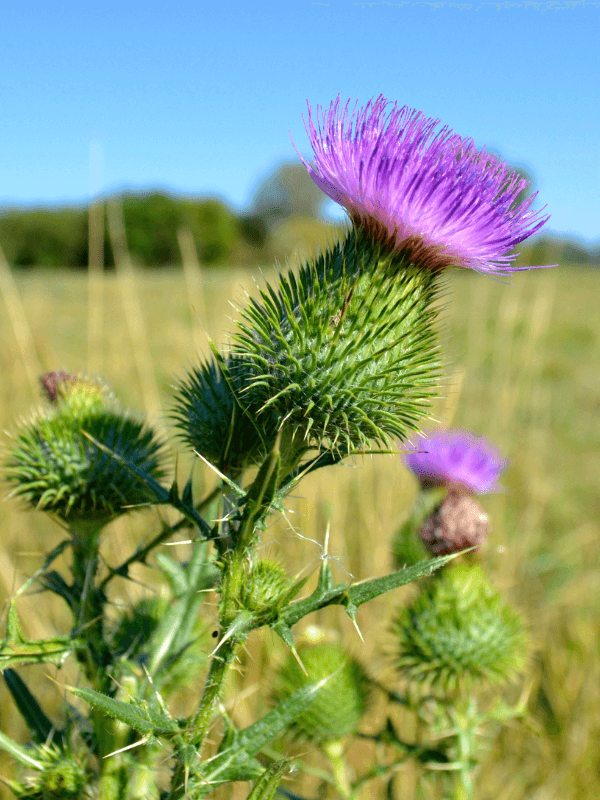 Mariendistel Pulver, für eine sanfte Entgiftung.