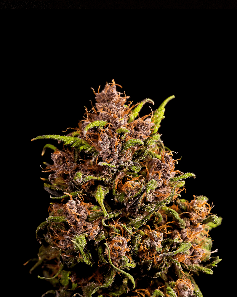 OG Kush