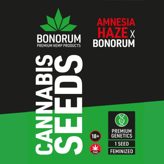 Amnesia Haze Original Samen THC 🌱