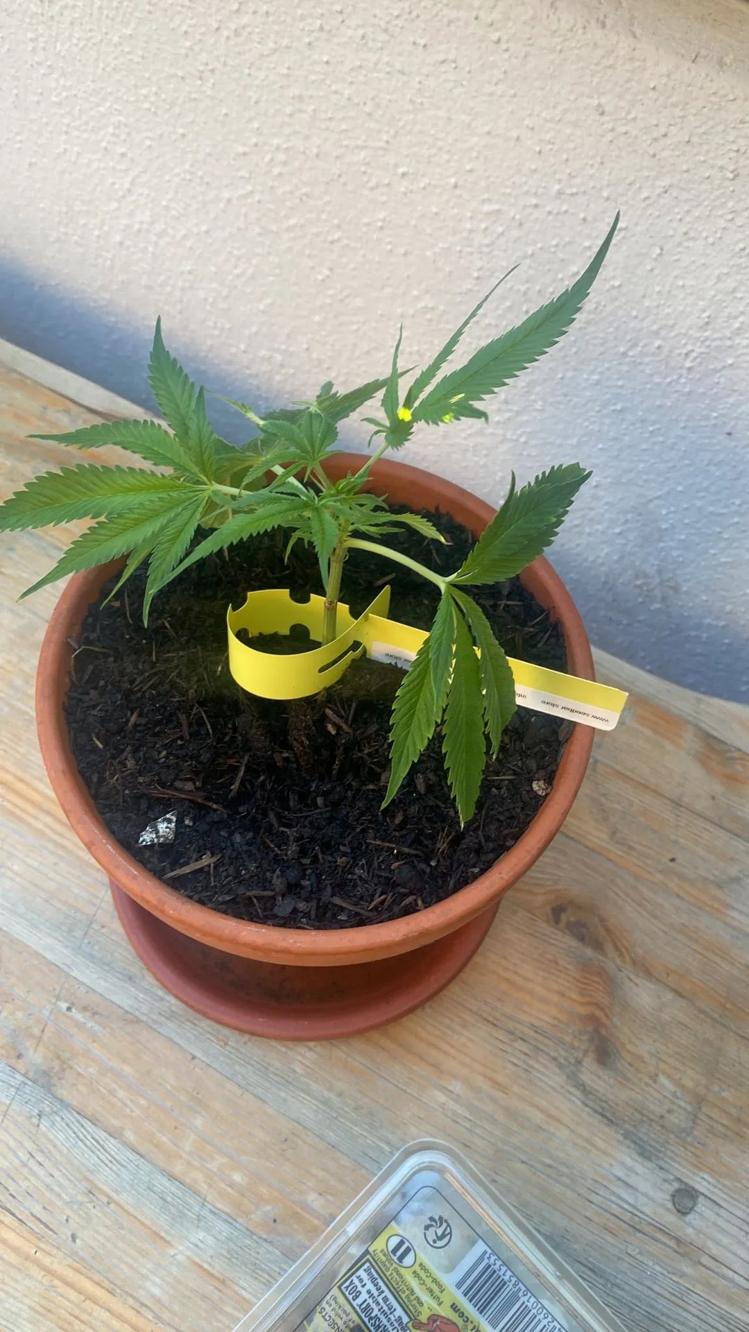 Premium Cannabis Stecklinge White Widow