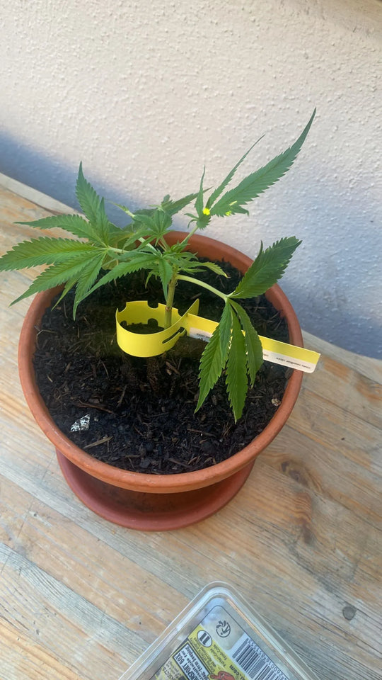 Premium Cannabis Stecklinge White Widow