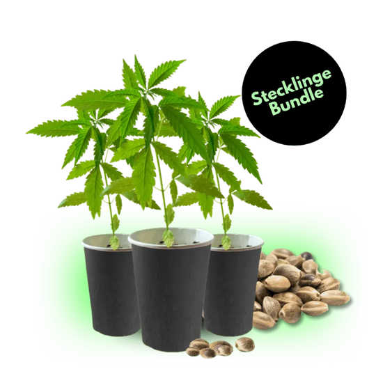 Stecklinge Bestseller Bundle